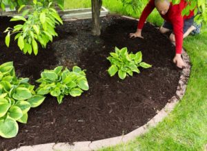 mulching_garden_plot