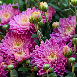 chrysanthemums_1-1