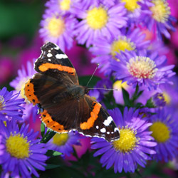 butterfly sitting on top of flowers