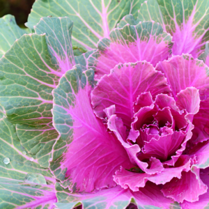 ORNAMENTAL CABBAGE.KALE - - EAST MidWest & WEST