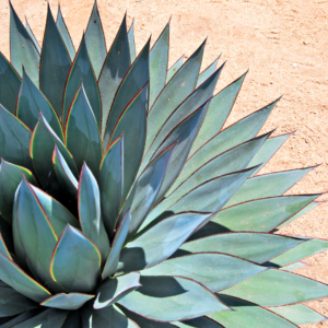 PLANTING AGAVE - WEST (4)
