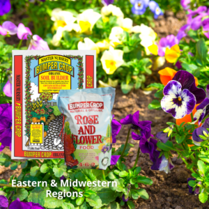 PLANTING PANSIES FOR BLOOMS IN FALL AND WINTER - EAST MidWest (3)