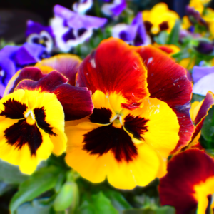 PLANTING PANSIES FOR BLOOMS IN FALL AND WINTER - EAST MidWest & WEST