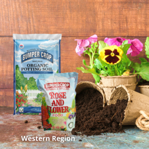 PLANTING PANSIES FOR BLOOMS IN FALL AND WINTER - WEST (2)